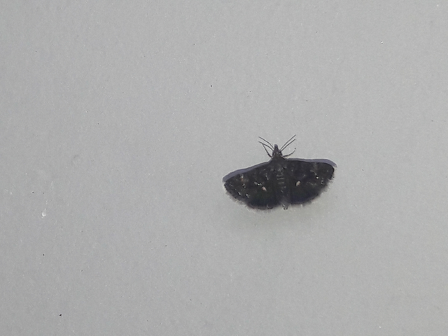 Heliothela wulfeniana - fényes kormosmoly