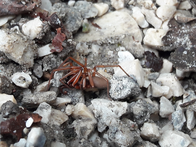 Dysderidae - fojtópókok
