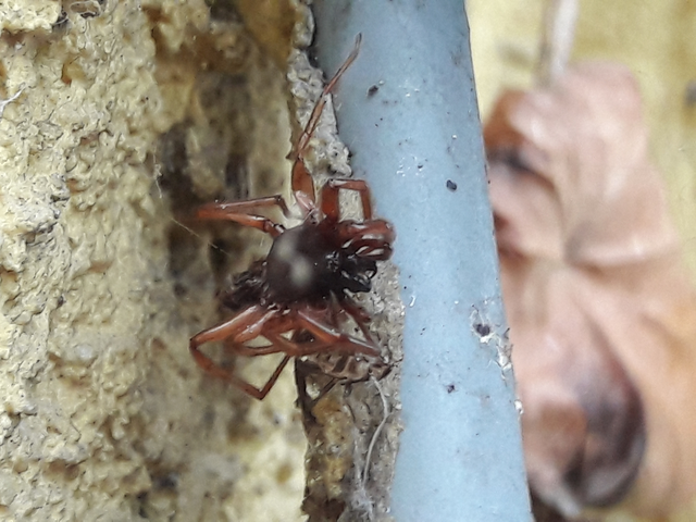 Dysderidae - fojtópókok