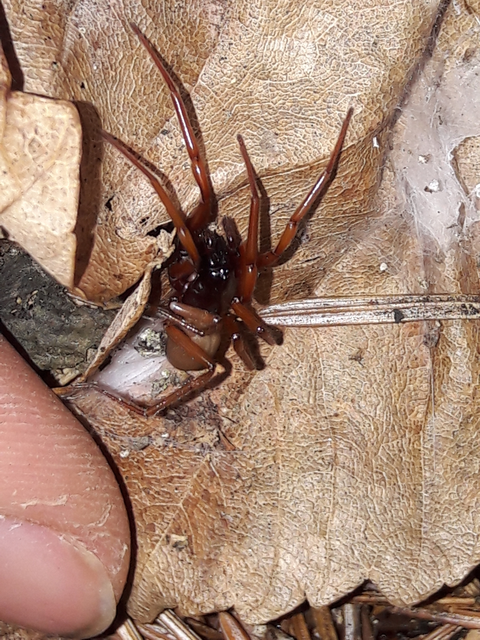 Dysderidae - fojtópókok