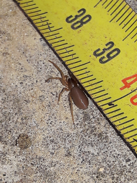 Dysderidae - fojtópókok