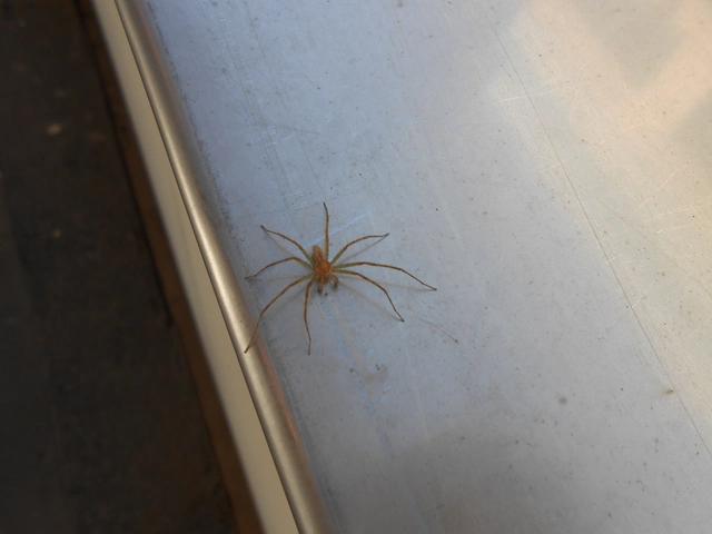 Philodromus longipalpis