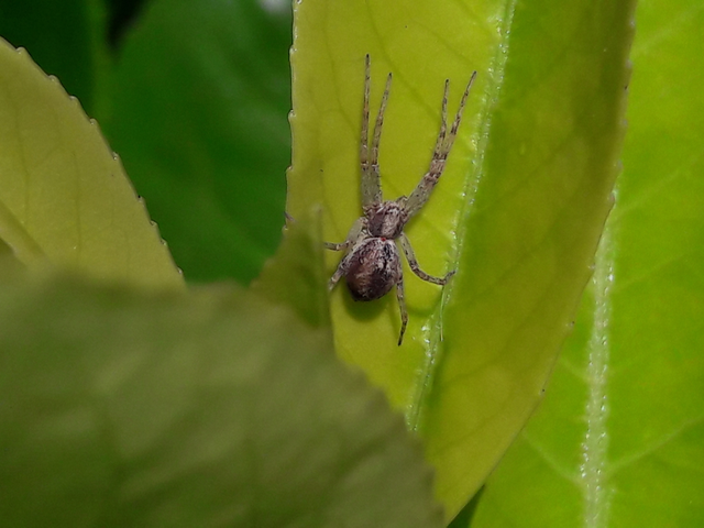 Philodromus