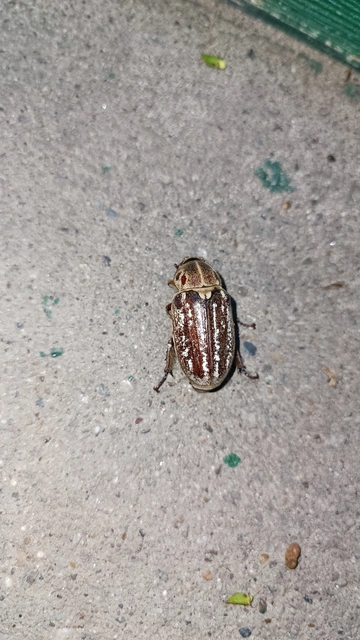 Anoxia orientalis - keleti cserebogár