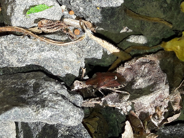 Dyroderes umbraculatus Dyroderes umbraculatus