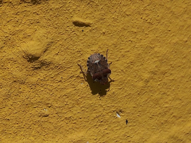 Dyroderes umbraculatus Dyroderes umbraculatus