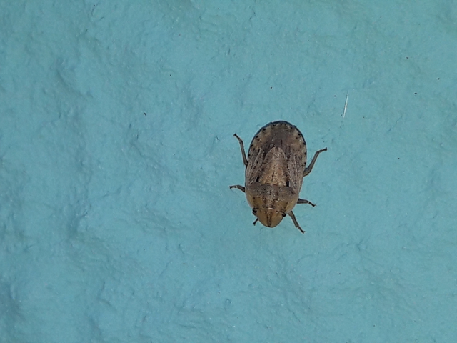 Sciocoris Sciocoris