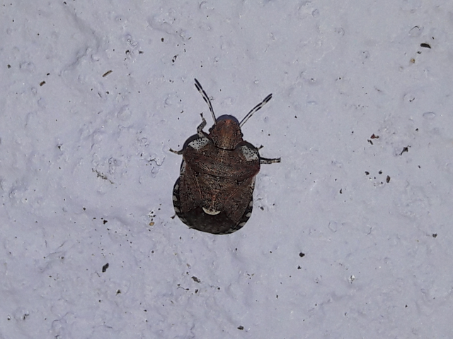 Dyroderes umbraculatus Dyroderes umbraculatus