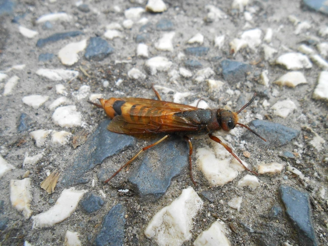 Tremex fuscicornis - sárgagyűrűs fadarázs