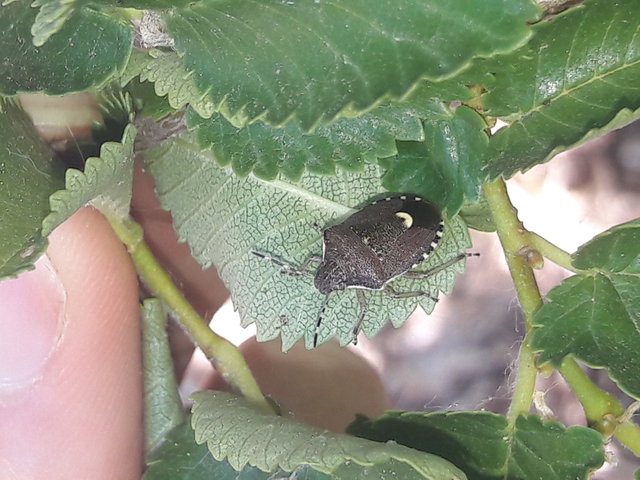 Holcostethus sphacelatus - holdas címerespoloska Holcostethus sphacelatus - holdas címerespoloska