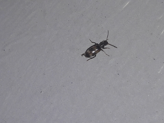 Notoxus trifasciatus - szalagos nyakszarvúbogár