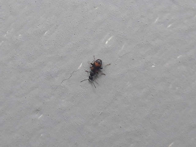 Anthicus antherinus - közönséges fürgebogár