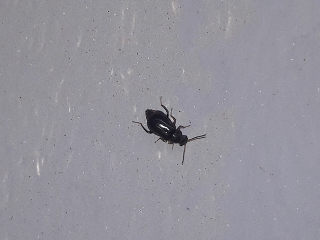 Ebaeus flavicornis - sárgacsápú bibircsesbogár