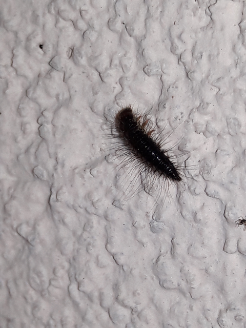 Dermestes Dermestes