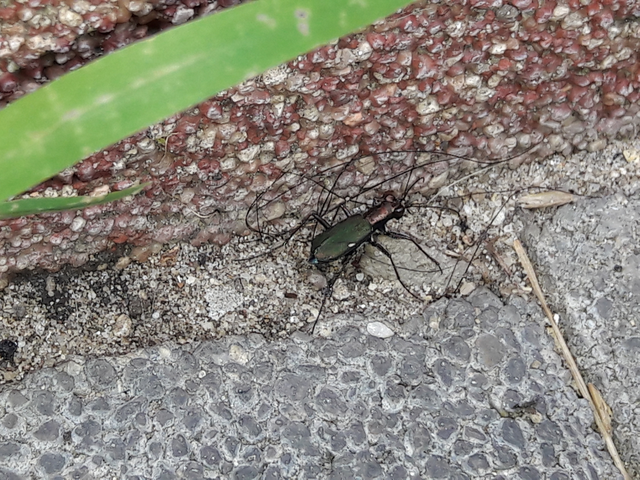 Cylindera germanica - parlagi homokfutrinka
