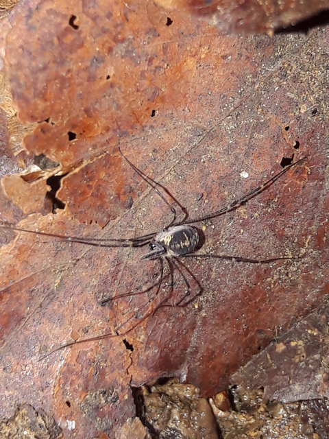 Opiliones - Kaszáspókok
