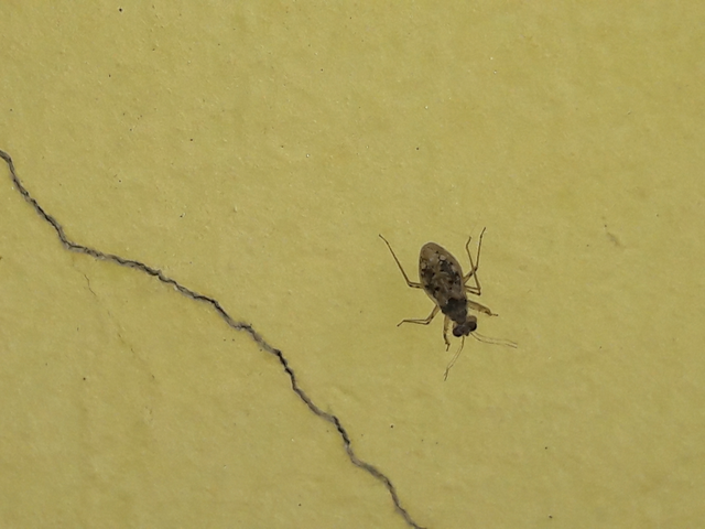 Leptopus marmoratus - kövipoloska