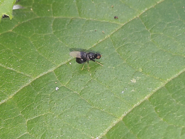 Pachygastrinae