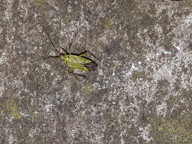 Mermitelocerus schmidtii