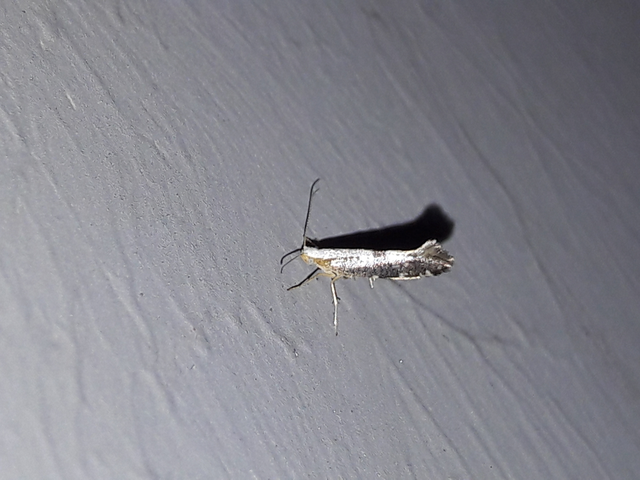 Argyresthia