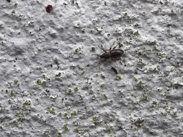 Stomodes gyrosicollis - gyökérlakó ormányos