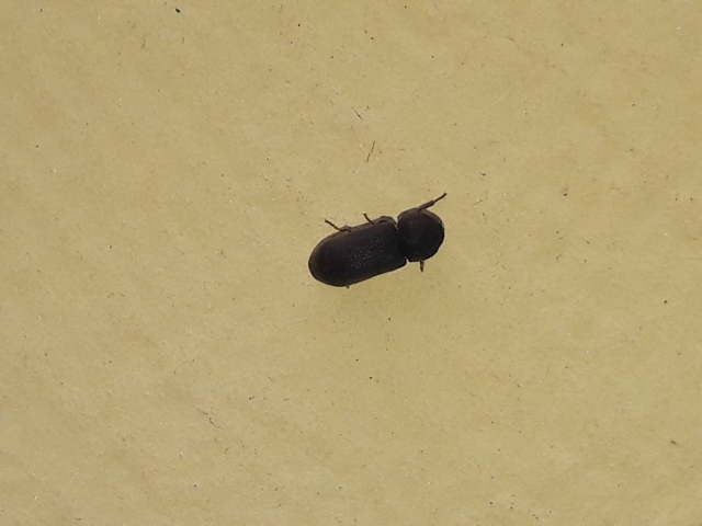 Ptinidae - tolvajbogarak