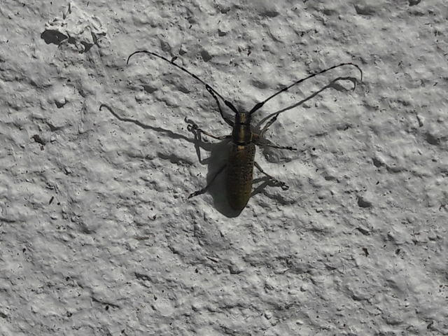 Agapanthia dahli - sárgagyűrűs bogáncscincér