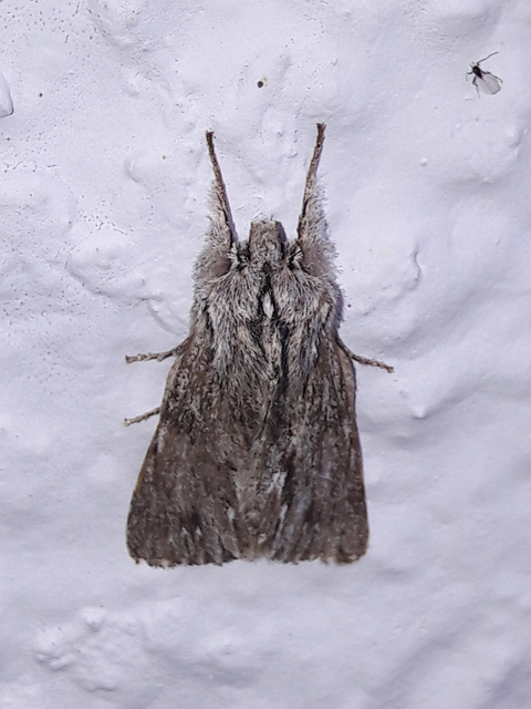 Asteroscopus sphinx - csillagnéző bundásbagoly