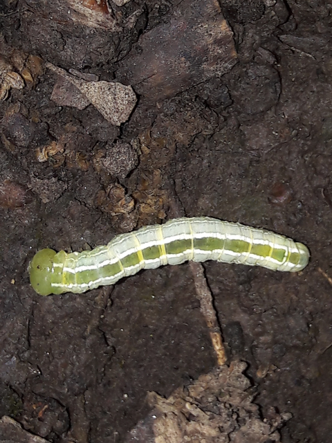 Ptilophora plumigera - tollas púposszövő