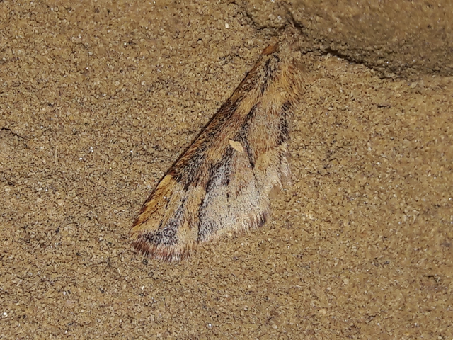 Ptilophora plumigera - tollas púposszövő