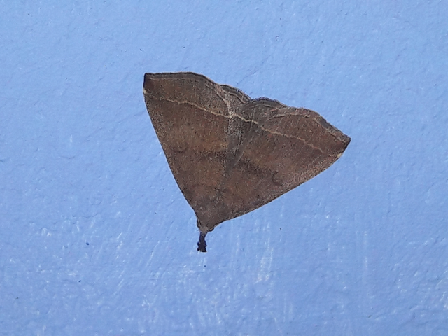 Pechipogo plumigeralis - tollascsápú karcsúbagoly
