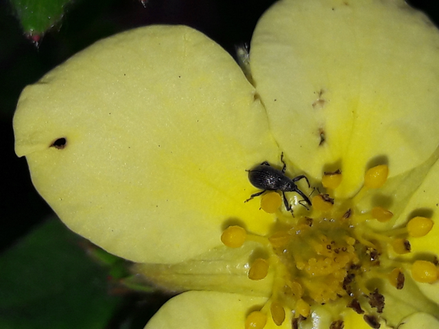 Anthonomus rubi - szamóca-bimbólikasztó Anthonomus rubi - szamóca-bimbólikasztó