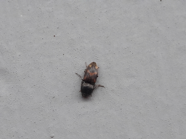 Drasterius bimaculatus - változékony pattanó