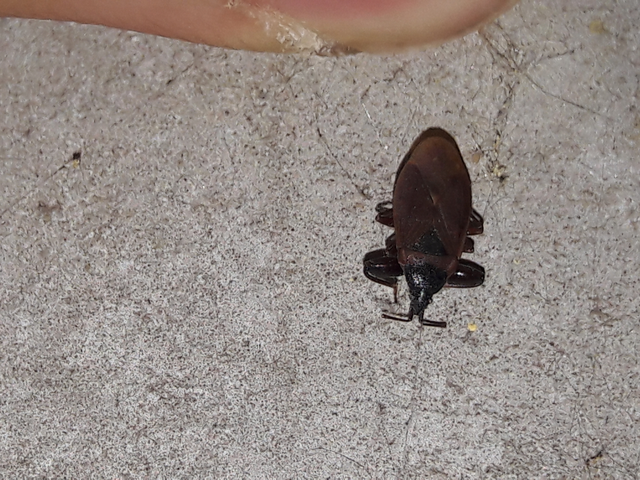 Gastrodes grossipes - lapos bodobács
