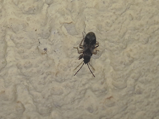 Scolopostethus Scolopostethus