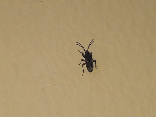 Scolopostethus Scolopostethus