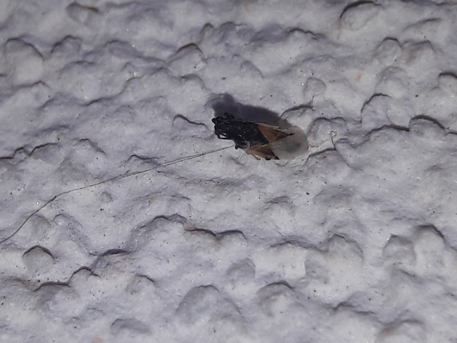 Oxycarenus lavaterae - hársbodobács