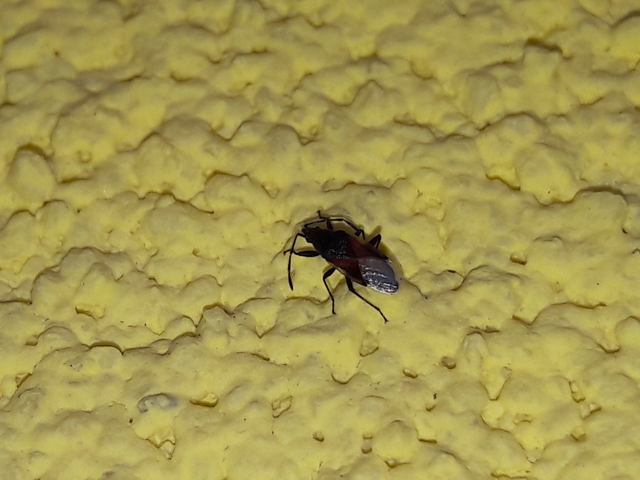 Oxycarenus lavaterae - hársbodobács
