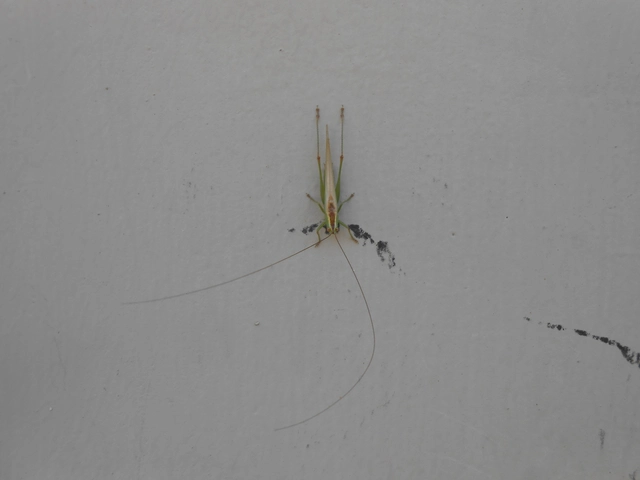Conocephalus fuscus - kis kúpfejűszöcske