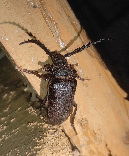 Prionus coriarius - csőszcincér Prionus coriarius - csőszcincér