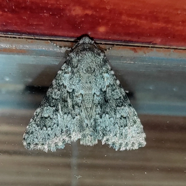 Hecatera dysodea - parajbagoly