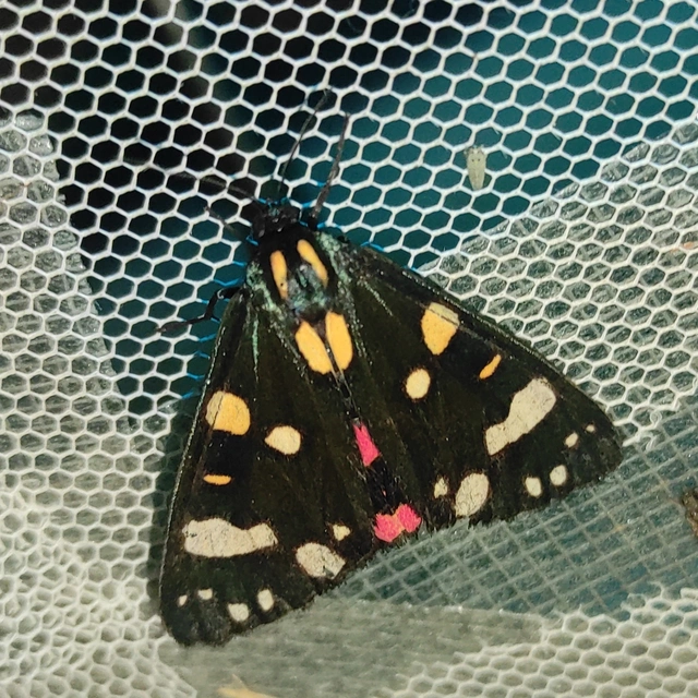 Callimorpha dominula - fémes medvelepke