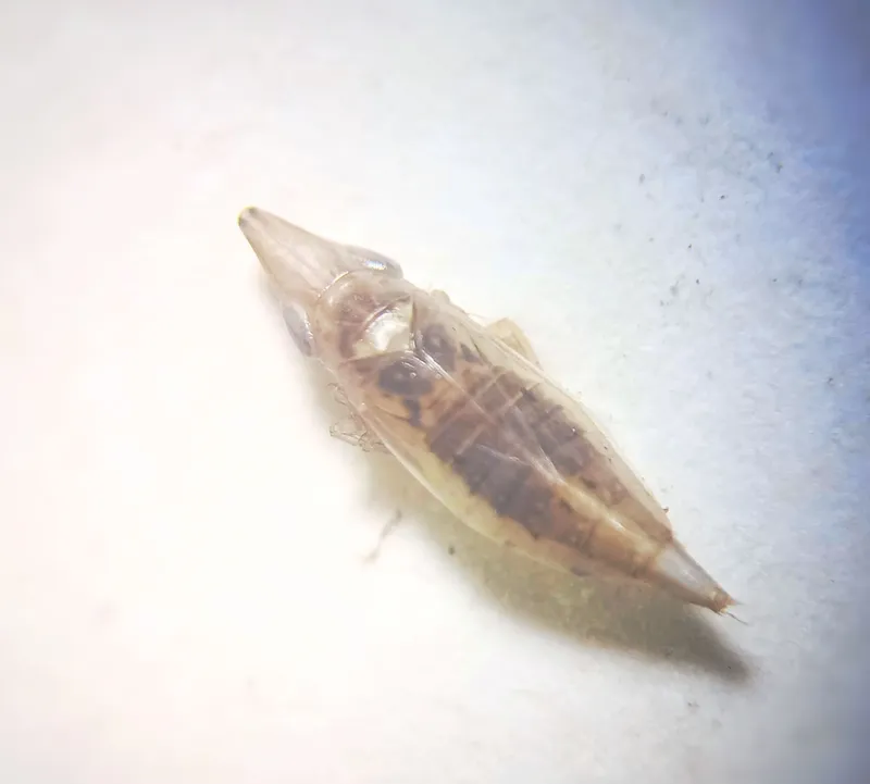 Enantiocephalus cornutus