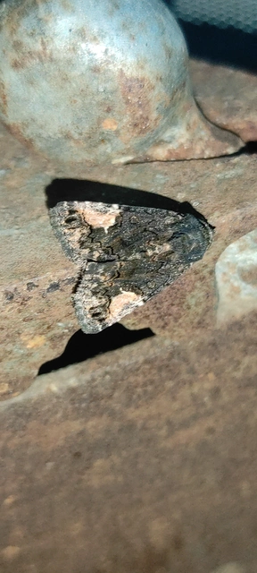 folyófűbagoly - Aedia funesta