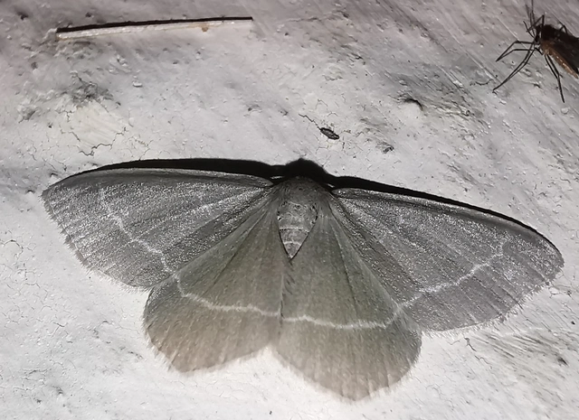 Chlorissa viridata/cloraria