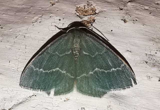 Chlorissa viridata/cloraria