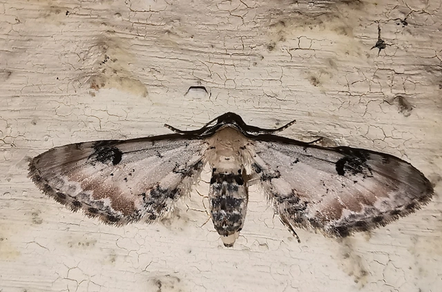 Eupithecia centaureata - búzavirág-törpearaszoló