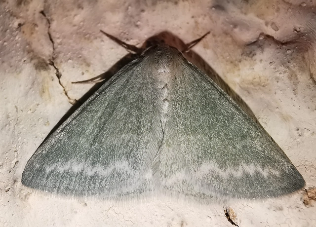Pseudoterpna pruinata - hamvas zöldaraszoló