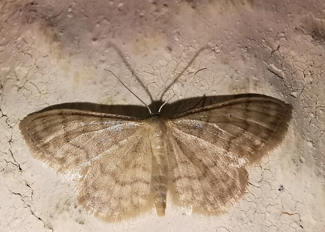 Idaea dilutaria - napvirág-apróaraszoló