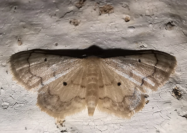 Idaea politaria - vonalas apróaraszoló